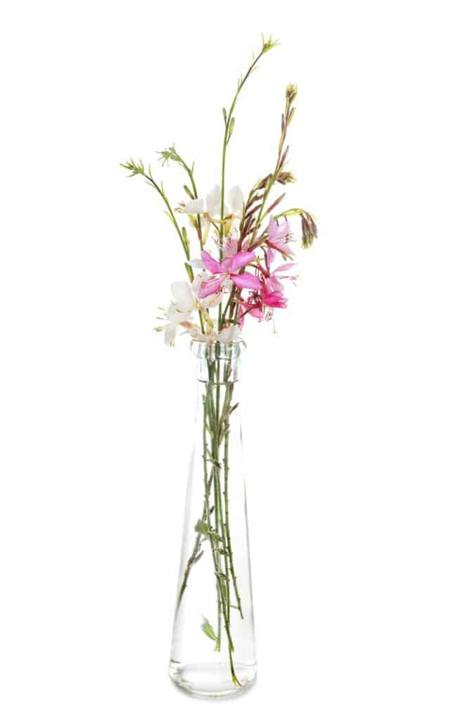 Kerzenblume als Schnittblume in der Vase