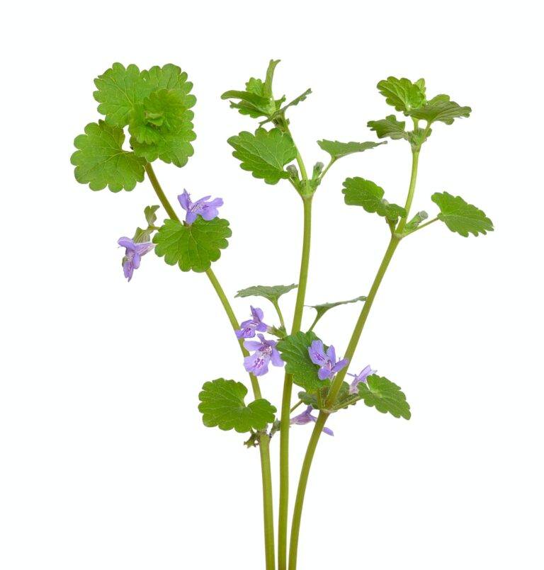 Ganze Pflanze des Gundermanns – niederliegende Stängel mit herzförmigen, gekerbten Blättern und blauvioletten Lippenblüten