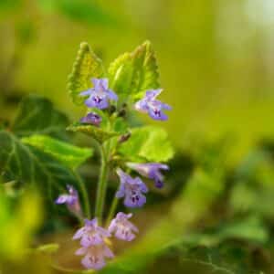 Gundelrebe/Gundermann (Glechoma hederacea)