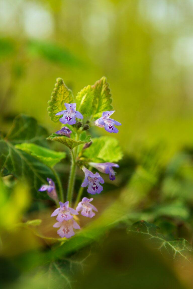 Blühender Gundermann in der Natur, kleine violette Lippenblüten über behaarten Blättern
