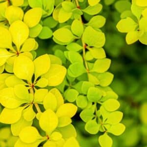 Goldberberitze (Berberis thunbergii 'Aurea') mit leuchtend gelbgrünem Laub an dünnen Zweigen