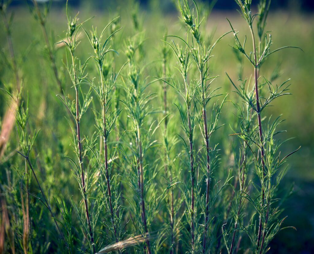 Echtes Labkraut (Galium verum)