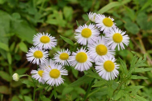Horst kleiner weiß-rosa Blütenköpfe eines wild wachsenden Berufkrauts mit sehr schmalen Strahlen und gelber Mitte