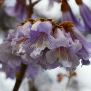 Nahaufnahme der glockenförmigen violetten Blüten des Blauglockenbaums (Paulownia tomentosa)