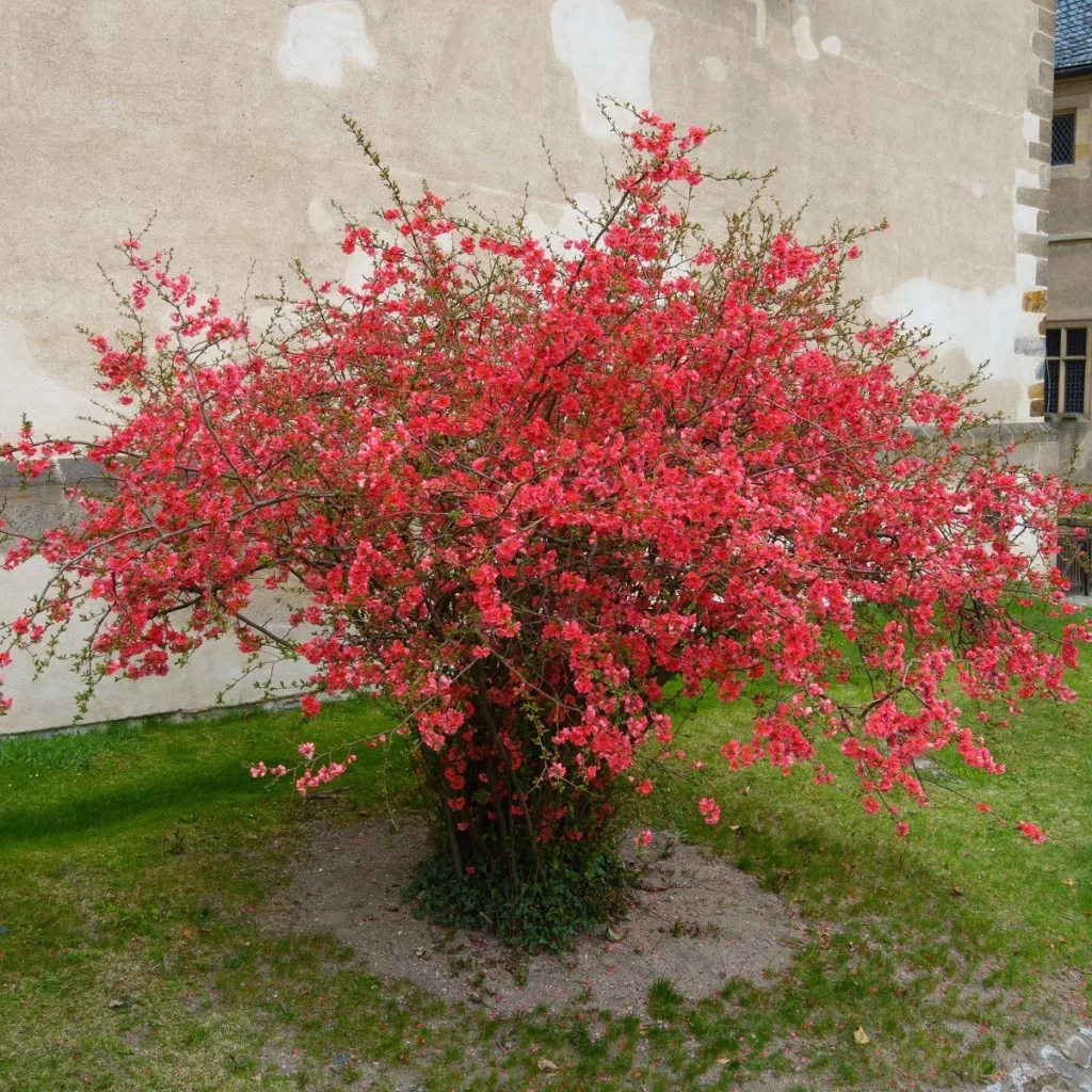 Japanische Zierquitte (Chaenomeles japonica)​