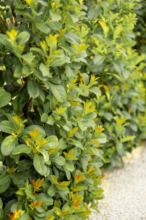 Kirschlorbeer-Hecke mit glänzenden ledrigen Blättern und gelb-orangem Neuaustrieb