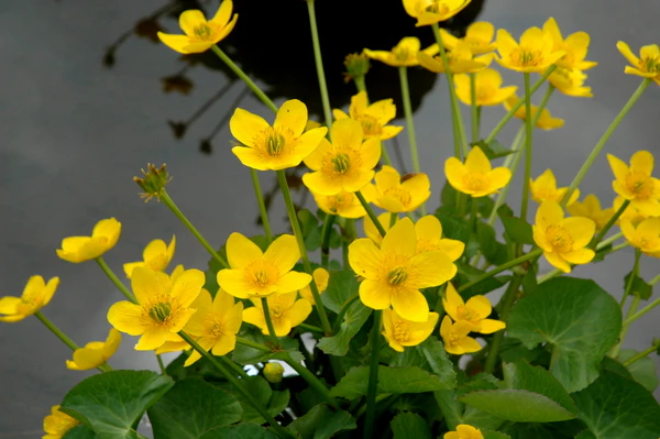 Caltha polypetala