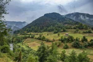Berge und Vorgebirge – natürlicher Lebensraum der Arnika