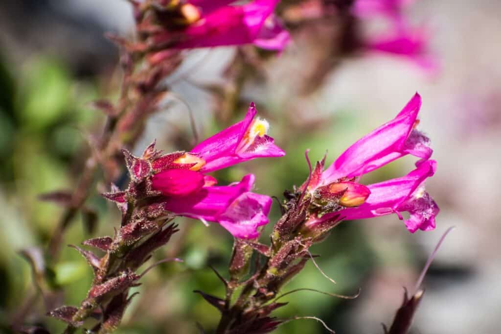 Bartfaden - rosa Variante