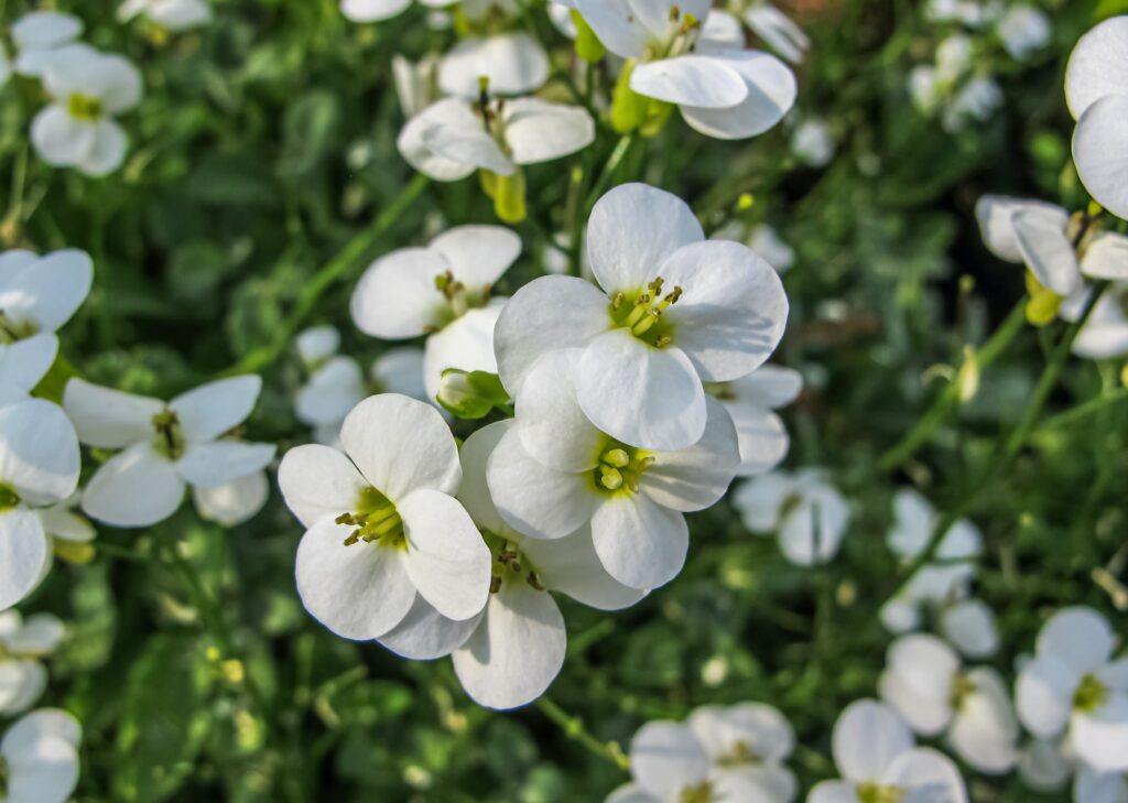 Alpen-Gänsekresse (Arabis alpina)