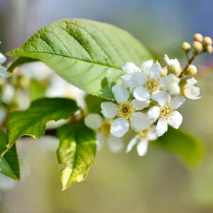 Traubenkirsche Blüte Nahaufnahme