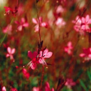 Weiß und rosa blühende Prachtkerze (Gaura) im Beet