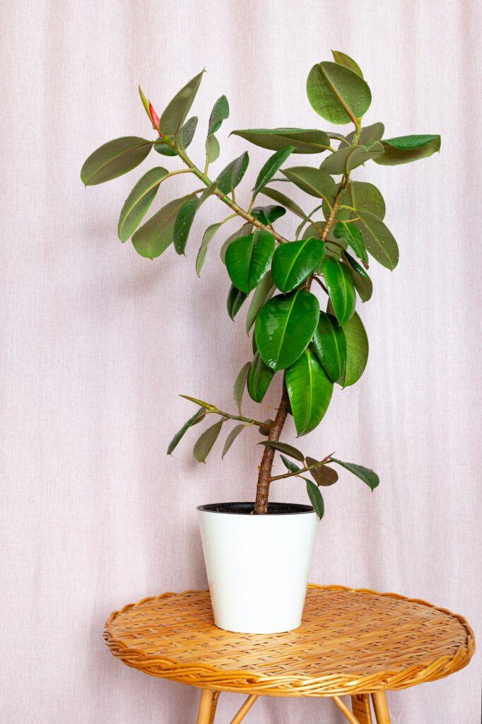 Gummibaum - Ficus elastica