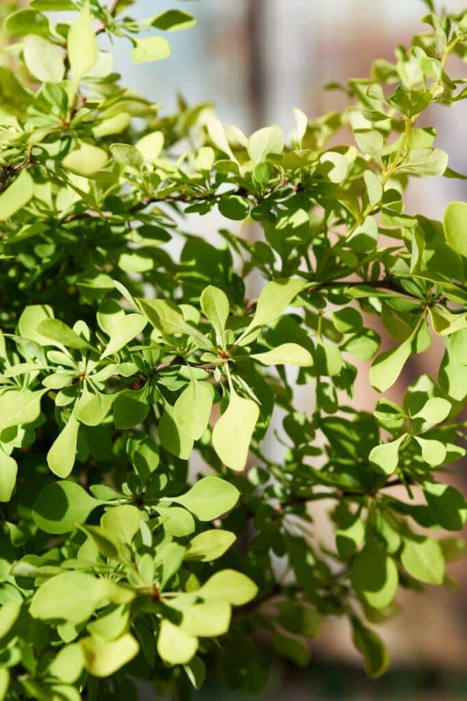 Berberitze - Berberis