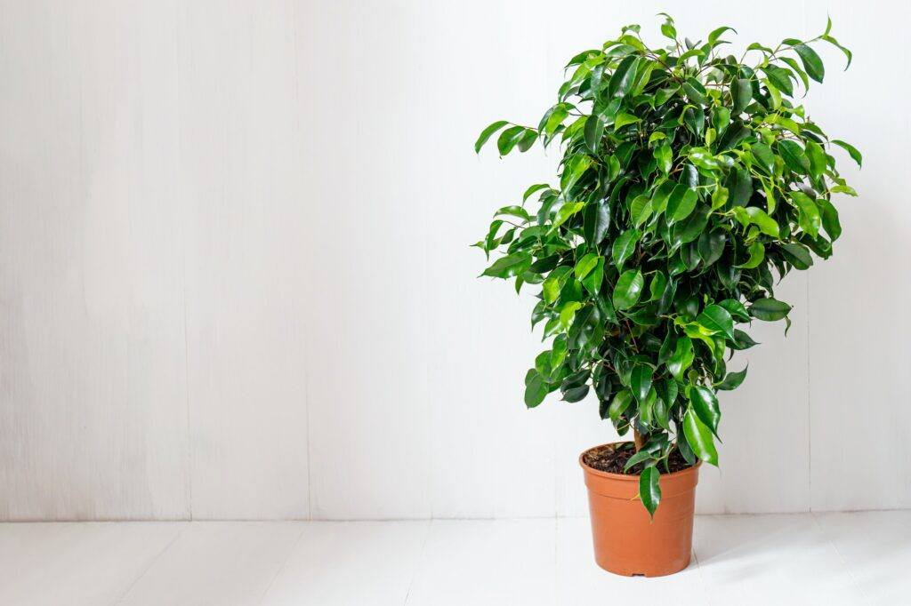 Plant ficus benjamina in a dark brown pot.