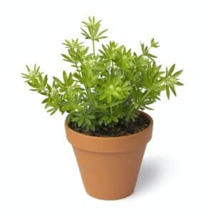 Waldmeister im Topf angebaut
