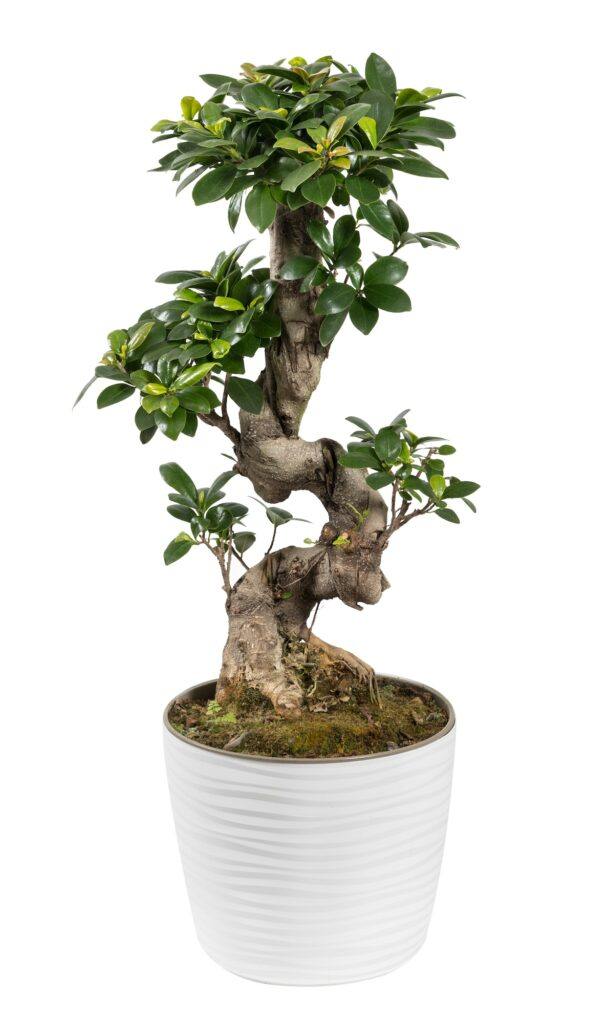 Kleinfrüchtige Feige - Ficus microcarpa