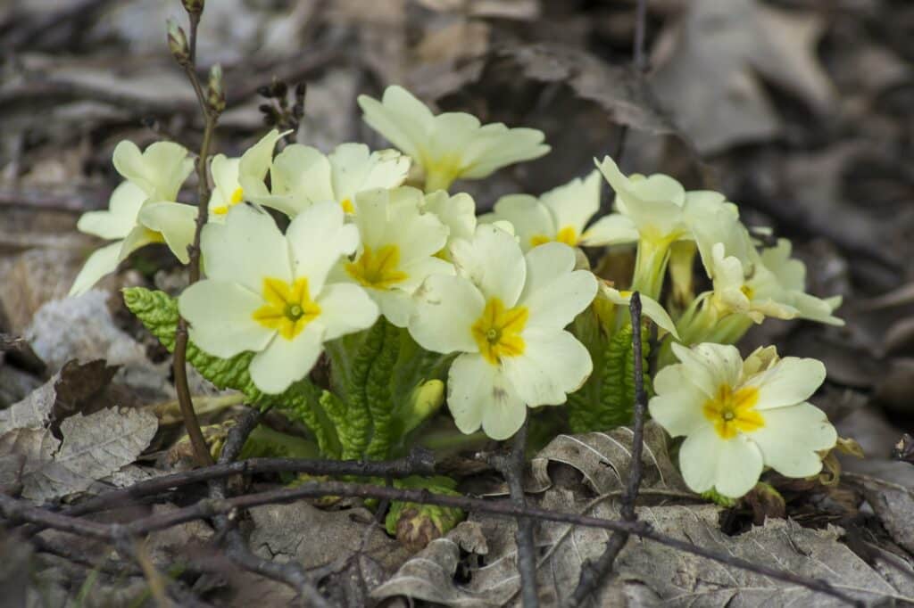 Stängellose Schlüsselblume (Primula vulgaris)