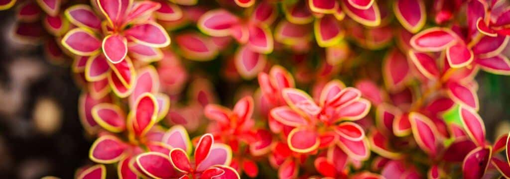 Rote Berberitze - Berberis thunbergii Atropurpurea