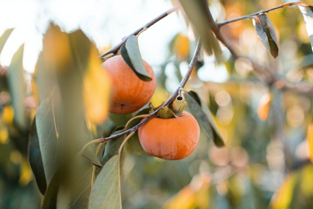 Japanische Kaki - Diospyros Kaki