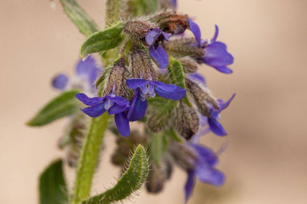 Gemeine Ochsenzunge (Anchusa officinalis)