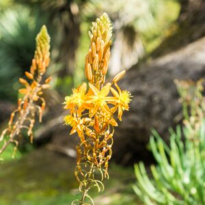 Anthericum