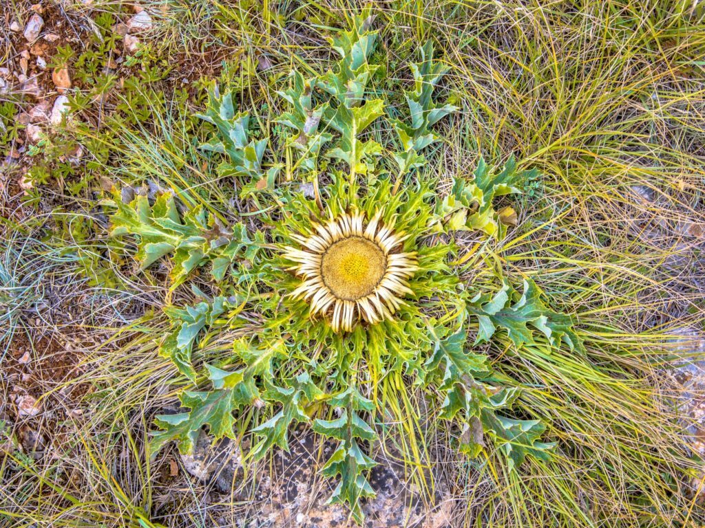 Stängellose Kratzdistel