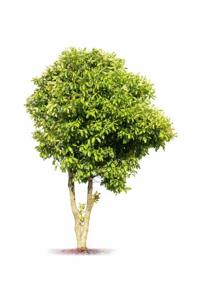 Osmanthus Baum