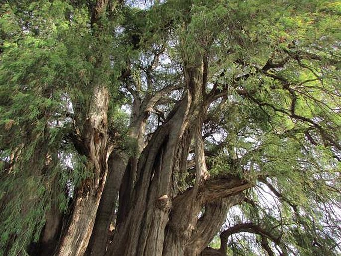 Mexikanische Sumpfzypresse (Taxodium mucronatum)​