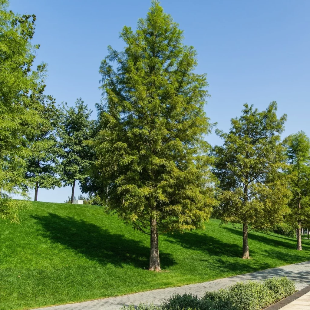 Sumpfzypresse (Taxodium distichum)​