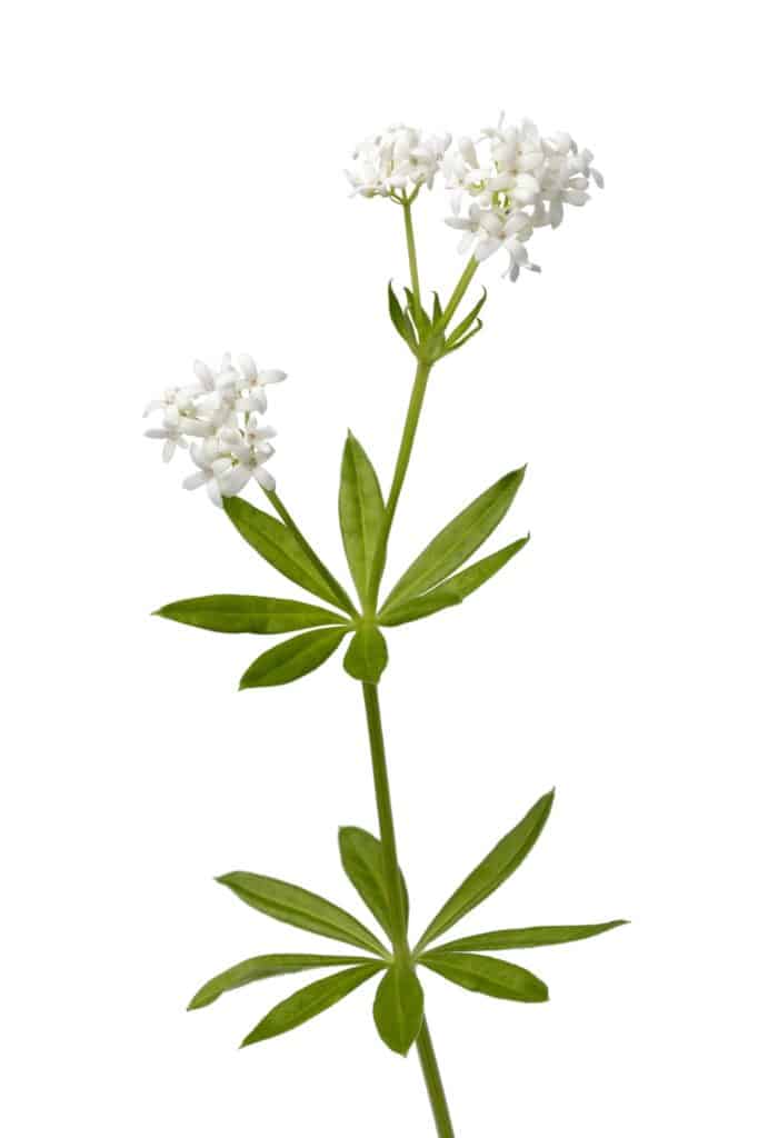 Waldmeister (Galium odoratum)