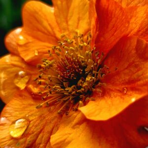 Nelkenwurz Geum Prinses Juliana - schöne Sorte für den Garten