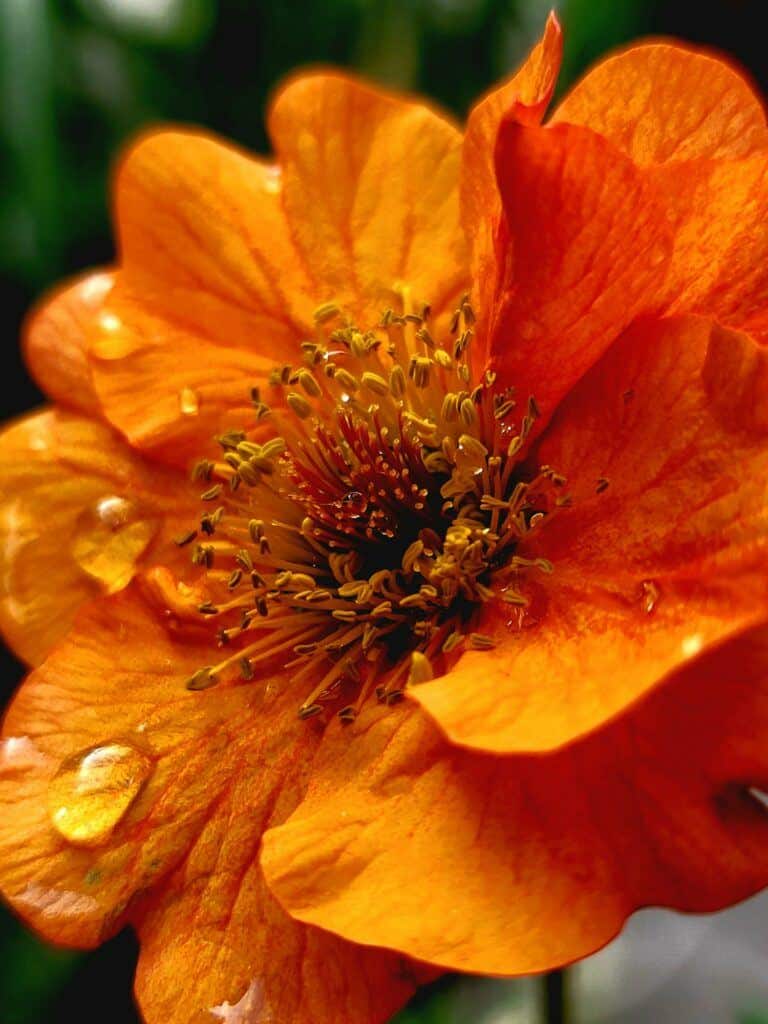 Nelkenwurz Geum Prinses Juliana - schöne Sorte für den Garten