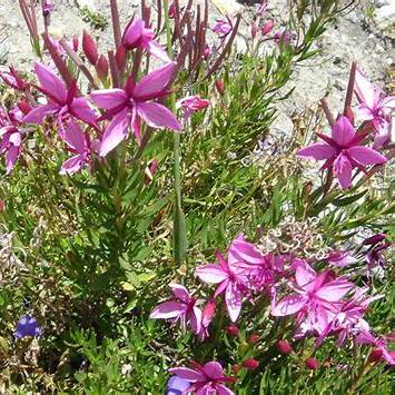 Schmalblättriges Weidenröschen (Epilobium dodonaei)