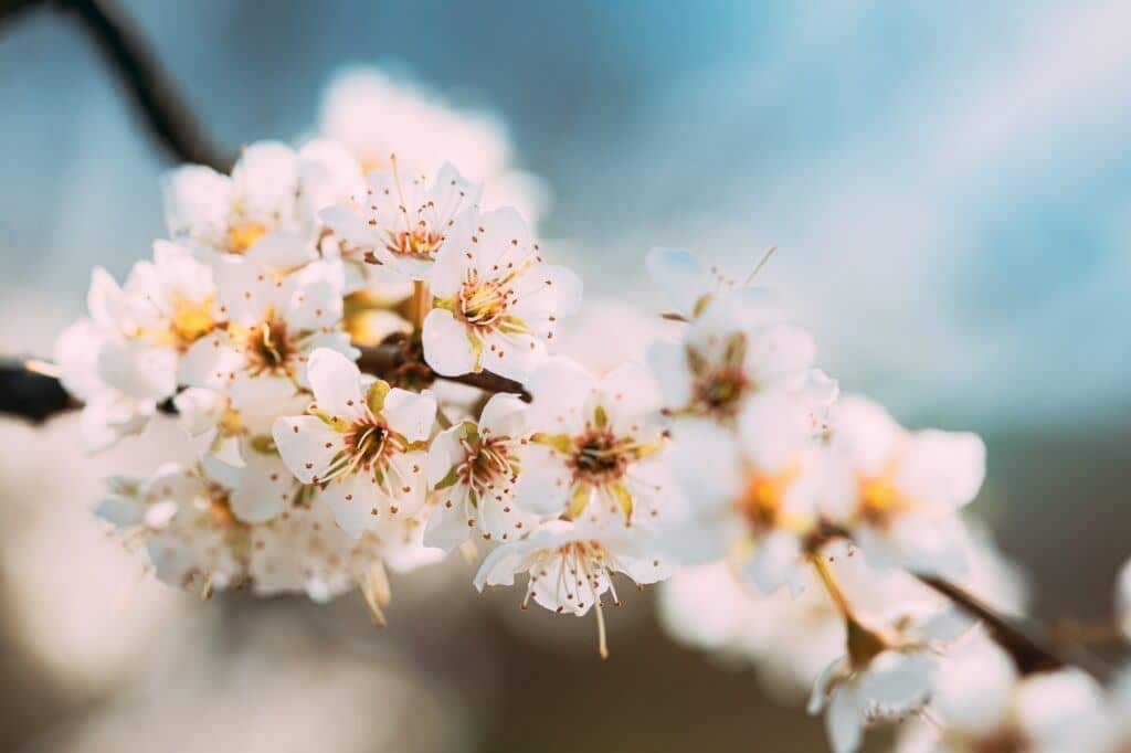 Traubenkirsche Blüte