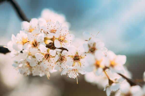Weiße Prunus-Blüten mit Staubblättern und Narbe aus der Nähe an einem Frühlingszweig