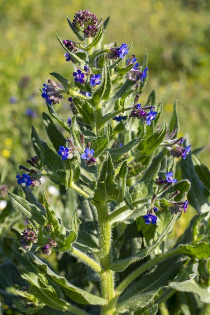 Italienische Ochsenzunge (Anchusa italica)