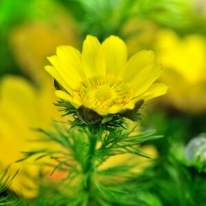 Frühlings-Adonisröschen (Adonis vernalis)
