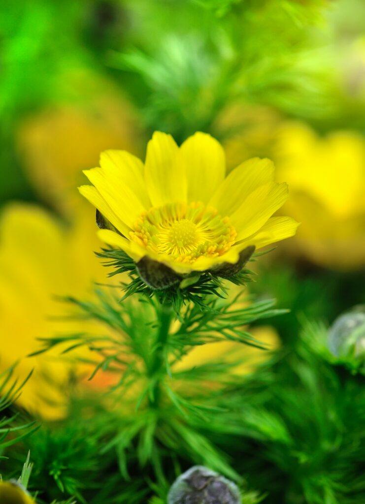 Frühlings-Adonisröschen (Adonis vernalis)