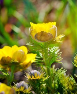 Frühlings-Adonisröschen (Adonis vernalis)