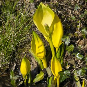 Gefleckter Aronstab (Arum maculatum)