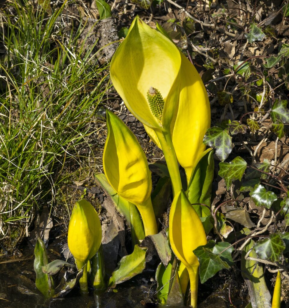 Gefleckter Aronstab (Arum maculatum)