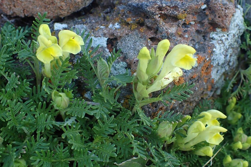 Östlicher Helmkraut - Scutellaria orientalis ​