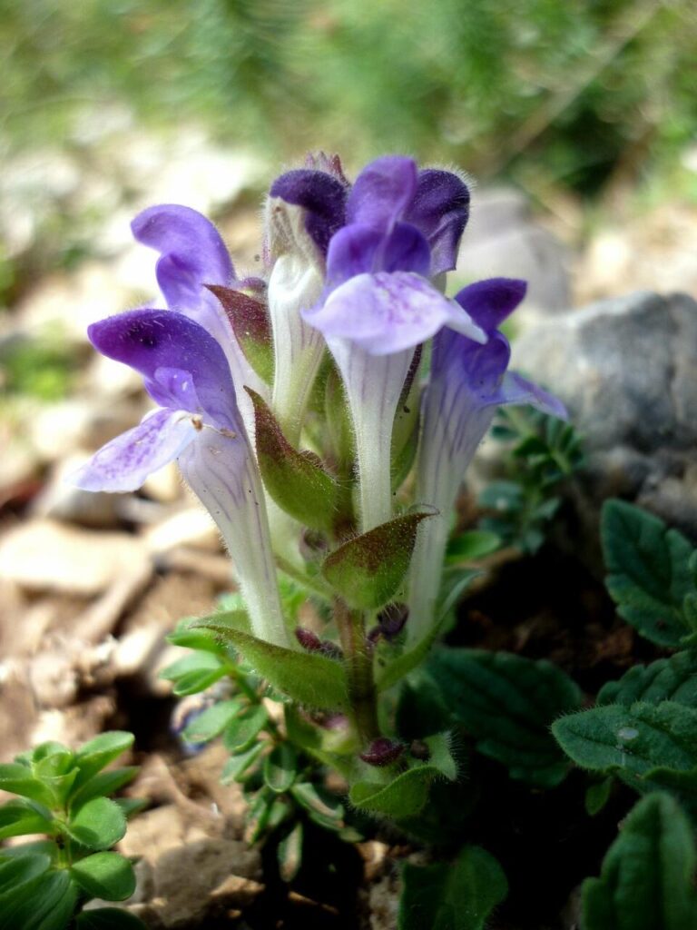 Alpen-Helmkraut - Scutellaria alpina