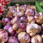 Geerntete Knoblauchknollen mit violett gestreifter Schale