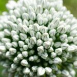 Knoblauchblüte kurz vor dem Aufblühen in Nahaufnahme