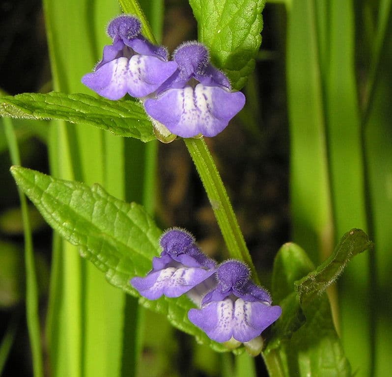 Scutellaria galericulata, Sumpf-Helmkraut (gekerbt) ​