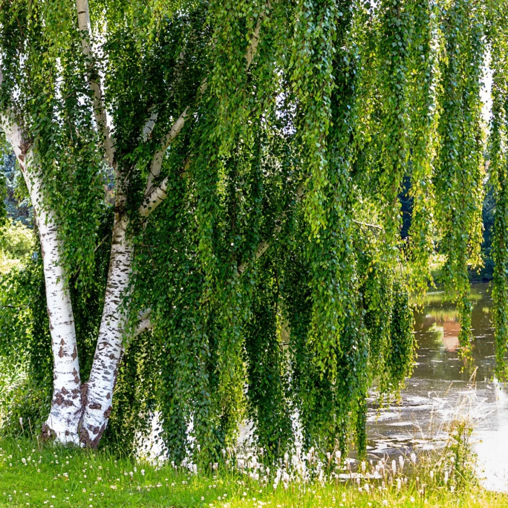 Birke (Betula)