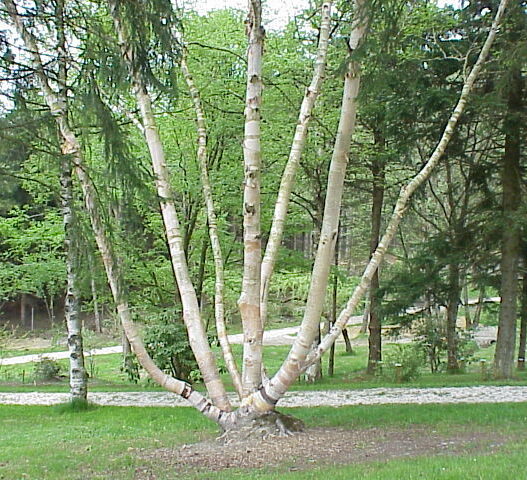 Ermans Birke (Betula ermanii)