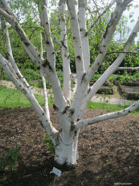 Jacquemontbirke (Betula jacquemontii)